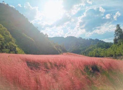 国产乱子乱在线观看,揭秘网络迷雾中的激情与悬疑
